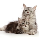 Silver tabby cat, with kitten