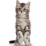 Silver tabby kitten, with raised paws