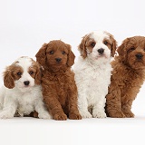Four Cavapoo puppies