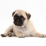Pug puppy, lying with head up