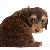 Cute Daxiedoodle puppy looking over shoulder