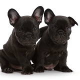Two French Bulldog puppies, 6 weeks old, sitting