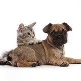 Silver Tabby kitten and French Bulldog puppy