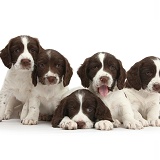 Five Working English Springer Spaniel puppies