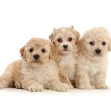 Three Cavapoochon puppies, 6 weeks old