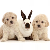Cavapoochon puppies, 6 weeks old, and Sable-point rabbit