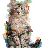 Multiple photo cat mosaic