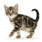 Brown tabby kitten