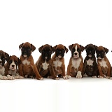 Eleven Boxer puppies, 6 weeks old, sitting in a row