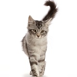 Silver tabby kitten walking