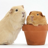 Red and yellow guinea pigs with a flowerpot