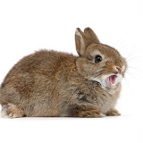 Agouti bunny, yawning