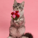 Silver tabby kitten, with a bunch of flowers on pink background