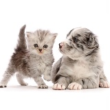 Blue merle Border Collie puppy and silver tabby kitten