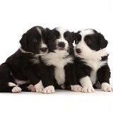 Three black-and-white Border Collie puppies, sitting