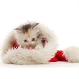 Calico Persian-cross kitten in a Santa hat