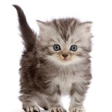 Silver tabby Persian-cross kitten