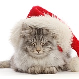 Sleepy silver tabby cat, wearing a Santa hat