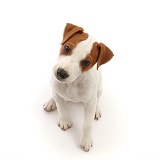Jack Russell puppy, sitting and looking up