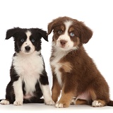 Two Miniature American Shepherd puppies