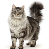 Silver tabby cat standing with tail erect