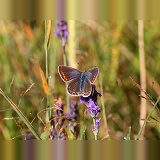 Common Blue Butterfly on lavender