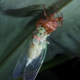 Cicada adult emerging at night