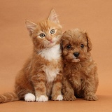 Cavapoo pup and ginger kitten on brown background