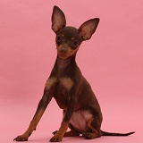 Brown-and-tan Miniature Pinscher puppy, sitting on pink