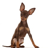 Brown-and-tan Miniature Pinscher puppy, sitting