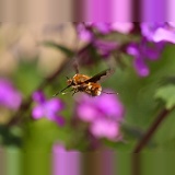 Bee fly approaching Honesty flowers