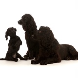 Adult black Cocker Spaniel pair with puppy