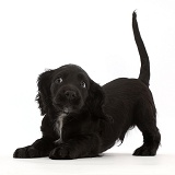 Playful Black Cocker Spaniel puppy
