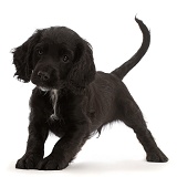 Playful Black Cocker Spaniel puppy