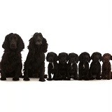 Cocker Spaniel family