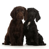 Black and Chocolate Cocker Spaniel puppies