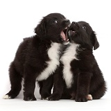Black-and-white Mini American Shepherd puppies mouthing