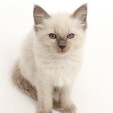 Ragdoll x Siamese kitten sitting and looking up