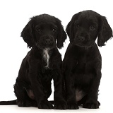 Two Black Cocker Spaniel puppies