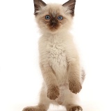 Ragdoll x Siamese kitten standing with paws held loose