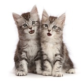 Silver tabby kittens with funny expressions, open mouths