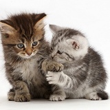 Brown and Silver tabby kittens, holding paws