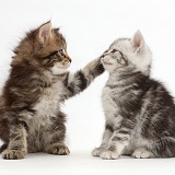 Brown tabby kitten, with paw on Silver kitten's face