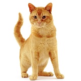 Red Burmese male cat