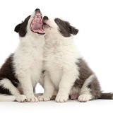 Two Border Collie puppies sitting, one yawning