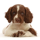 Working English Springer Spaniel puppy, with crossed paws