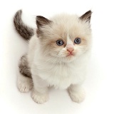 Ragdoll-cross kitten, 5 weeks old, sitting and looking up