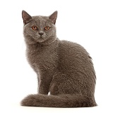 Blue British Shorthair kitten