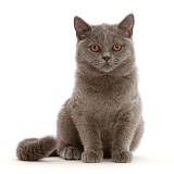 Blue British Shorthair kitten