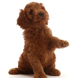 Australian Labradoodle puppy with raised paw